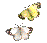 butterfly140.gif