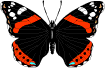 butterflyblack.gif